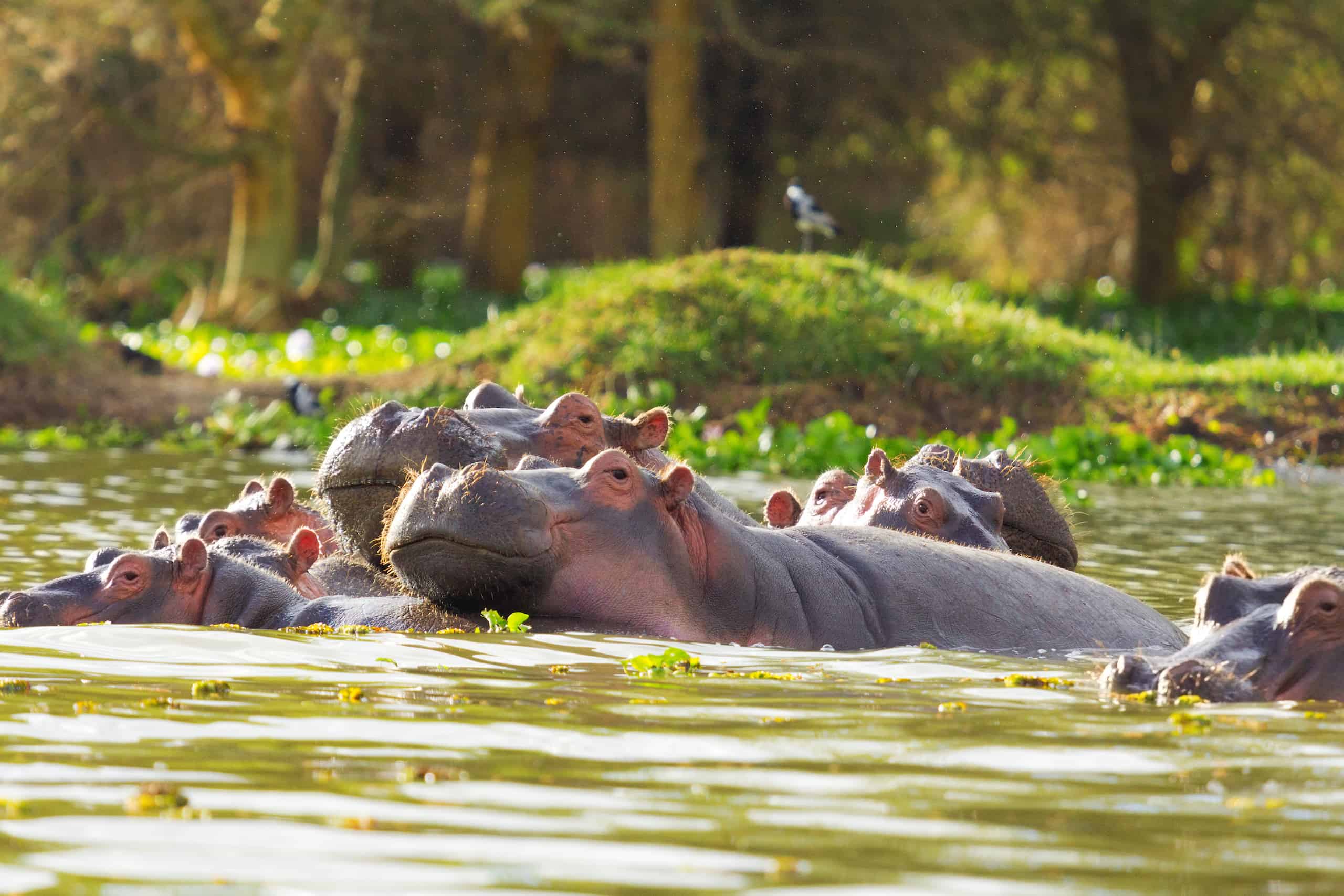 Lake-Naivasha-hippos.jpeg